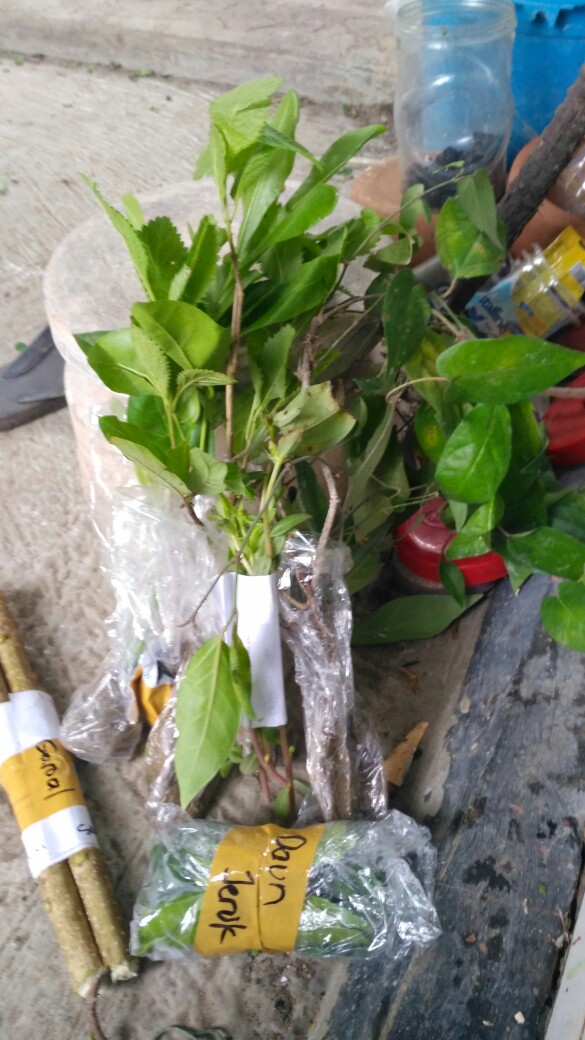 Bibit Bonsai Ficus Loa Dari Biji Bukan Stek