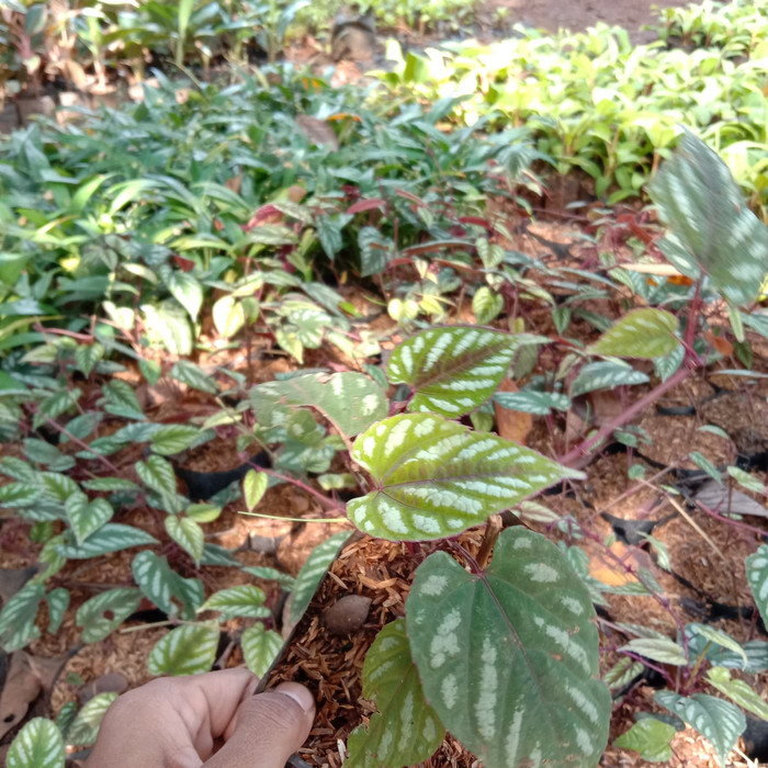 tanaman herbal sirih merah keraton - bibit sirih merah