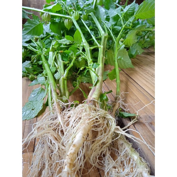 

ciplukan/cecendet batang, akar,daun 500 gram