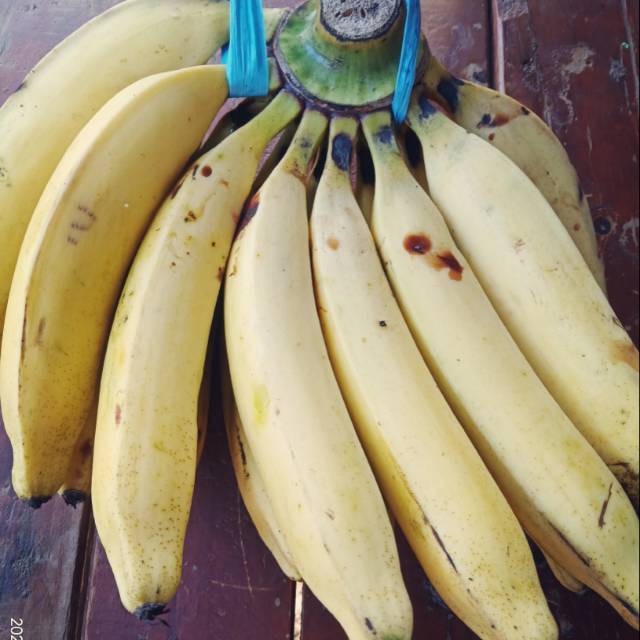 

pisang kapas 15.000 persisir.