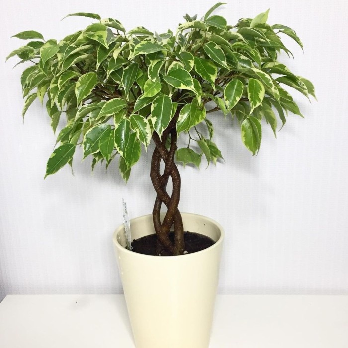 Beringin Ficus, Beringin variegata, Beringin Putih, Bibit Bonsai
