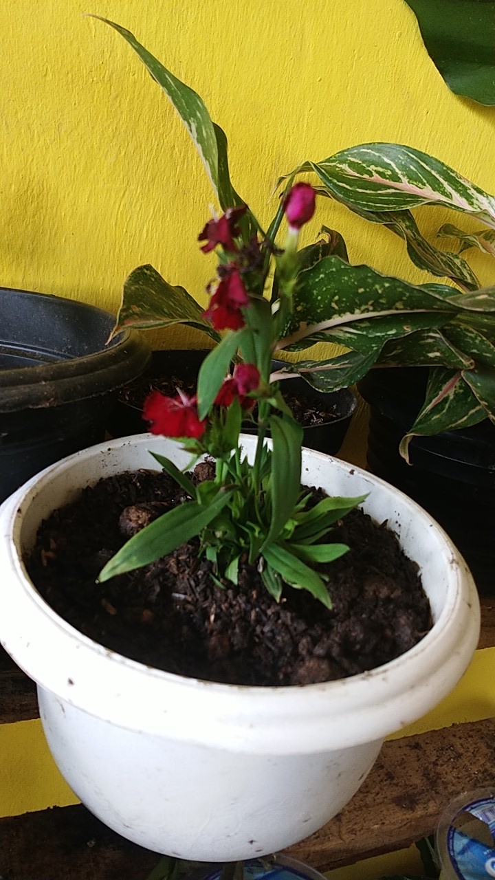 Tanaman Hias Dianthus Atau Anyelir Merah Murah