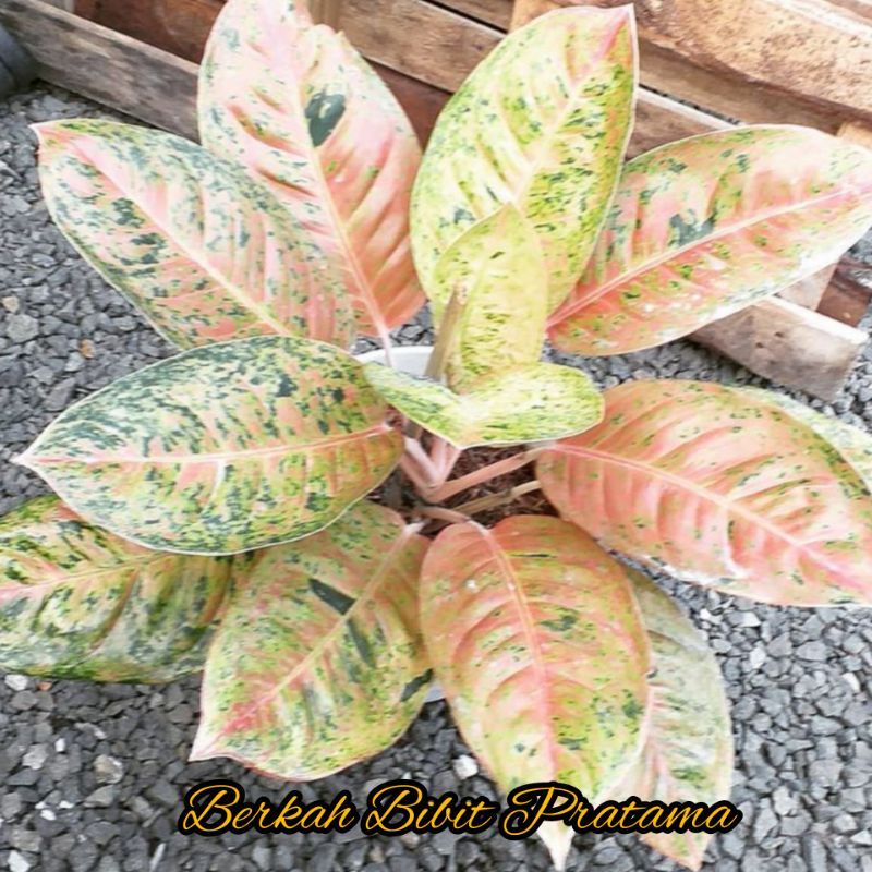 AGLONEMA BIG ROY DEWASA JUMBO || BIG ROY INDUKAN