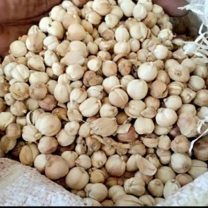 

Kapulaga Kapolaga Kapol Kering 10gram