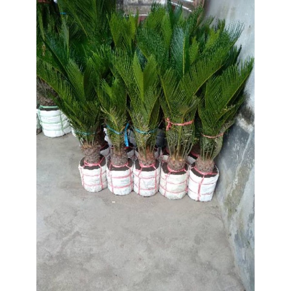 tanaman Sikas Mawar Jambe