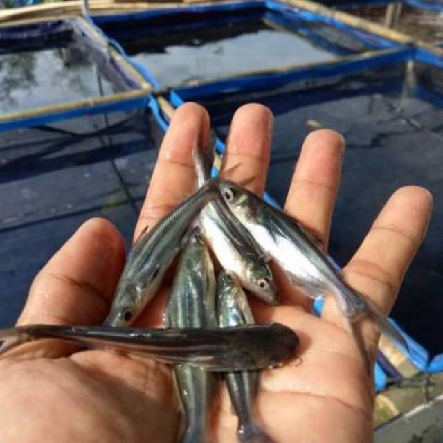 Bibit ikan patin 3 inch