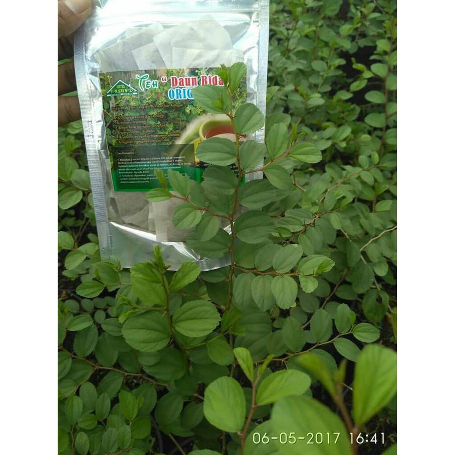 

Herbal877D8Rs9 Teh Celup Daun Bidara Arab