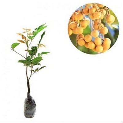 BIBIT KLENGKENG AROMA DURIAN BERBUNGA