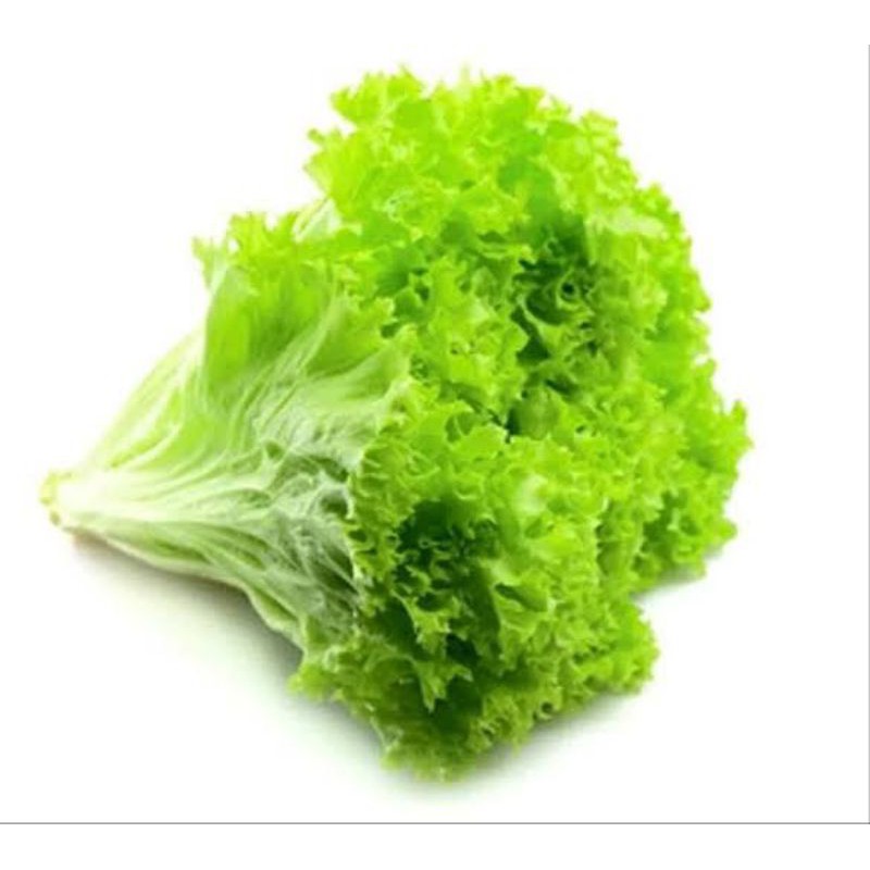 benih bibit selada keriting/bibit selada keriting