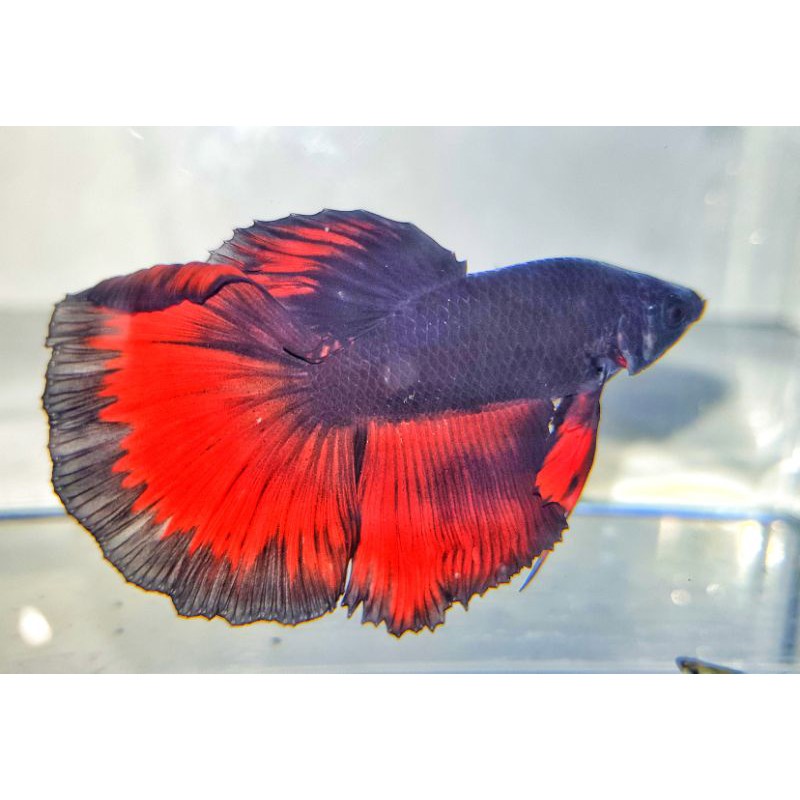 ikan cupang halfmoon black vampire