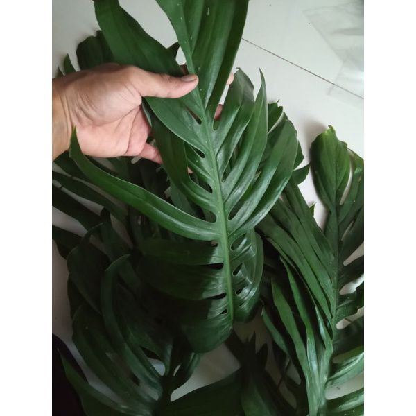 Daun Ekor Naga Segar 200 gr/Daun monstera ekor naga 200 gr/obat kanker daun ekor naga/Ekor Naga