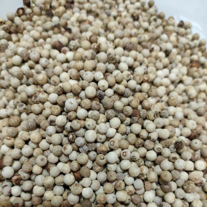 

LADA PUTIH BIJI 250g