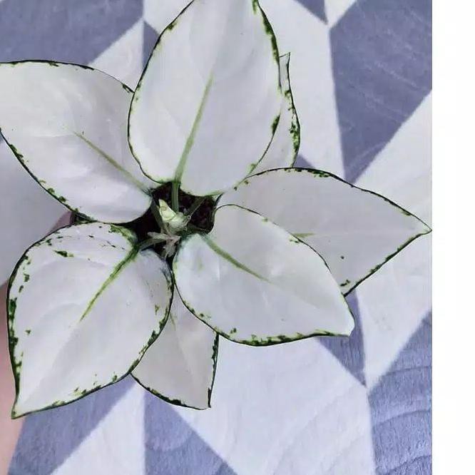 Produk Terbaik PROMO aglonema super white bongol / bonggol aglonema super white / aglonema super wh