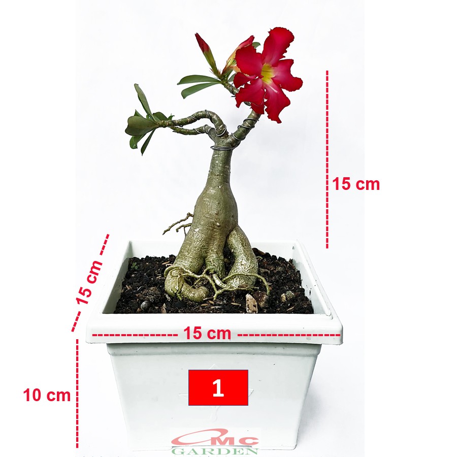 Tanaman Hias Bonsai Mame Adenium Arabicum Obesum Kamboja Jepang 005