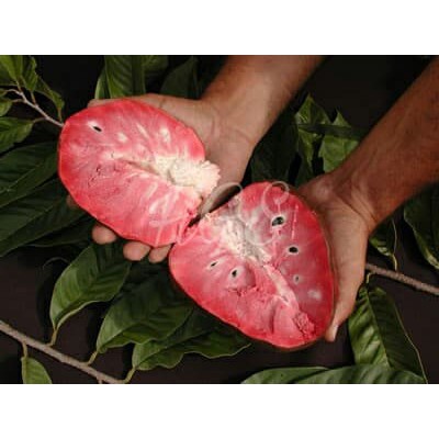 Bibit Tanaman Buah Srikaya San Pablo