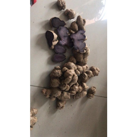 bibit rimpang kunyit hitam asli