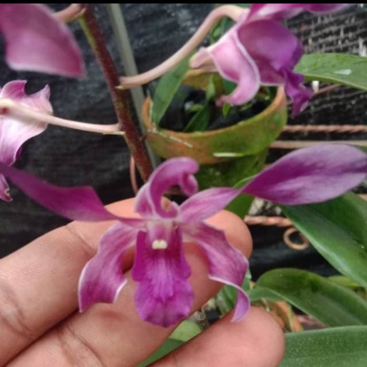 Angrrek Dendrobium Blue Twist Dewasa