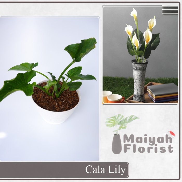 Cala Lily - Calla Lily - Tanaman Hias