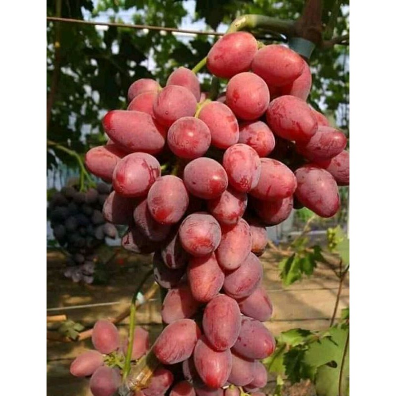 bibit anggur TALDUN