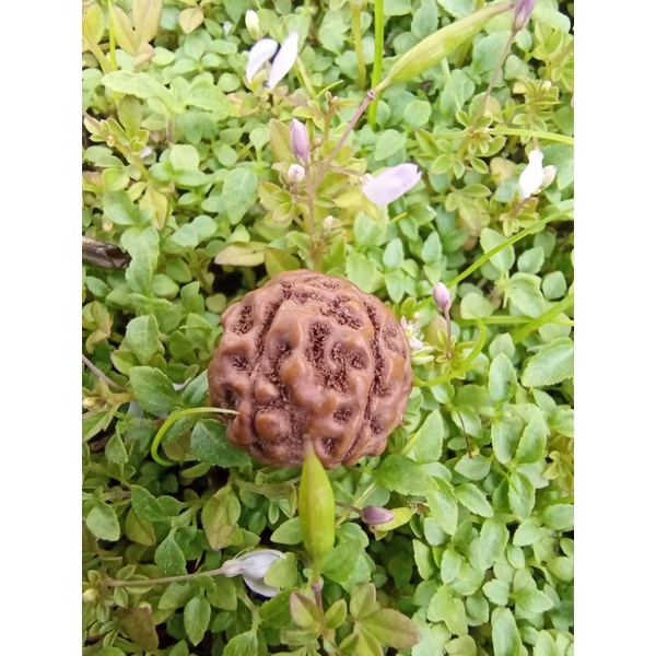 biji jenitri genitri rudraksha asli