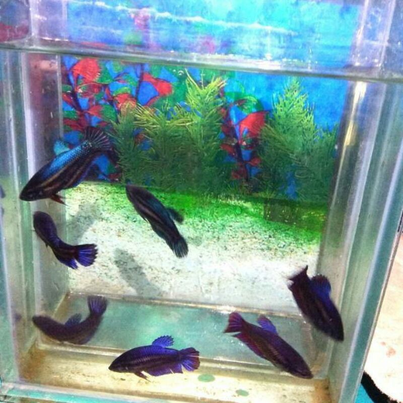 GROSIR CUPANG BETINA ADUAN BAGAN