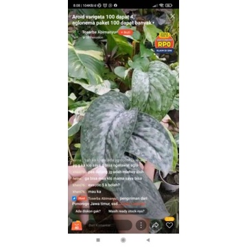 Pesanan kak khani76 Scindapsus exotica 5rb+mican 5rb+melano 35rb+Moonlight 12rb+green shield 25rb+be