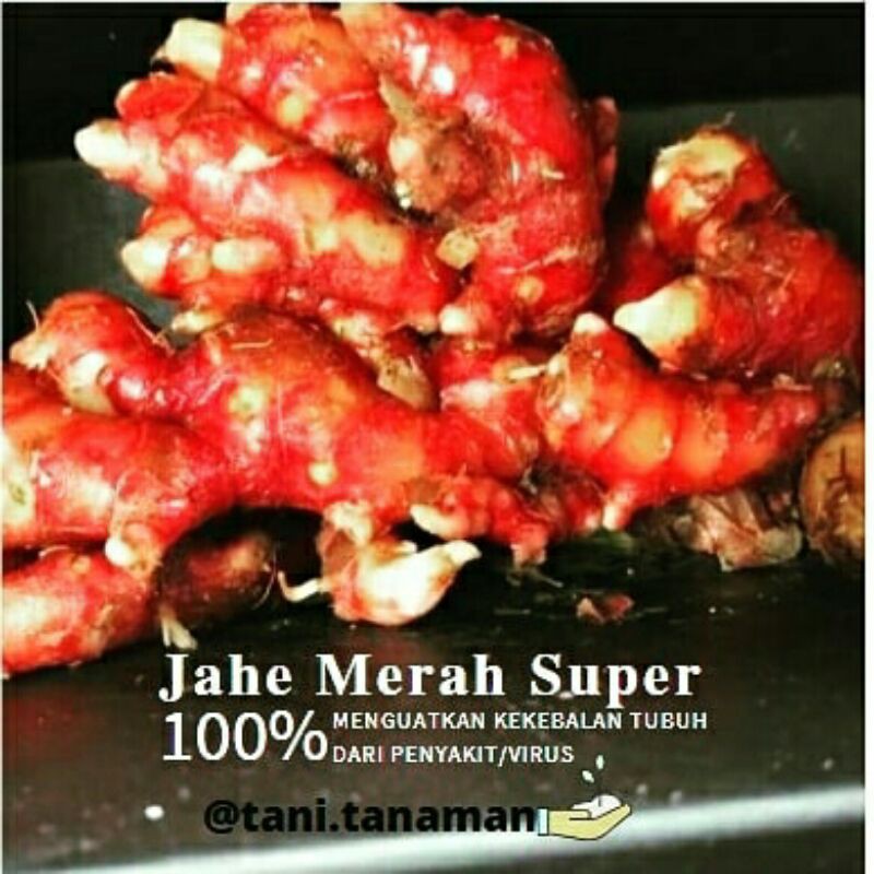 

Jahe Merah Pilihan