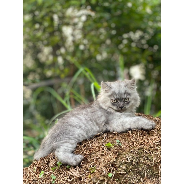 jual kucing maine coon kitten jantan ganteng