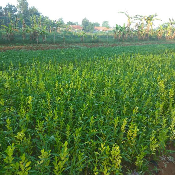 PAKET ANEKA MACAM BIBIT TANAMAN KE CILACAP VIA INDAH CARGO STOK READY