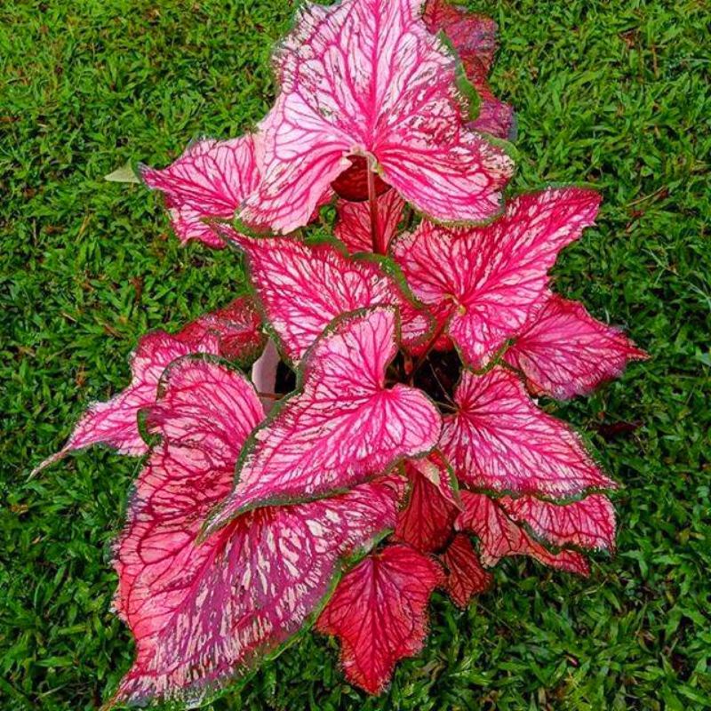 Tanaman Hias Keladi Lance Worton / Tanaman Hias Anakan Keladi Worton Murah / Tanaman Hias Hidup / Bu