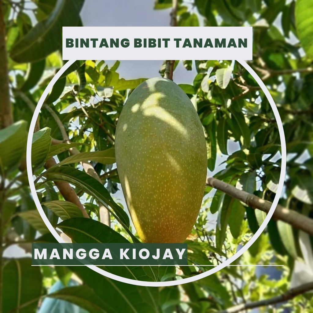 Bibit buah mangga kiojay ORI siap tanam