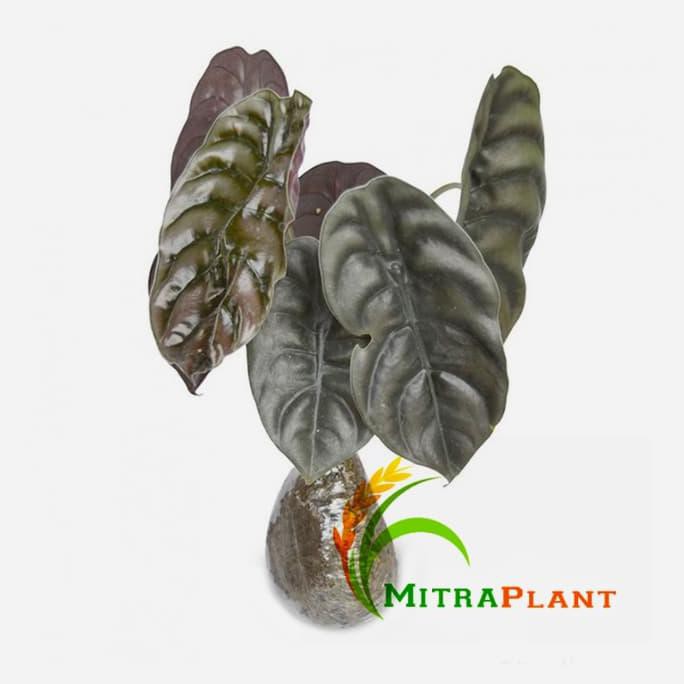 Tanaman Hias Keladi Tengkorak - Keladi Hitam - Tanaman Talas Hias