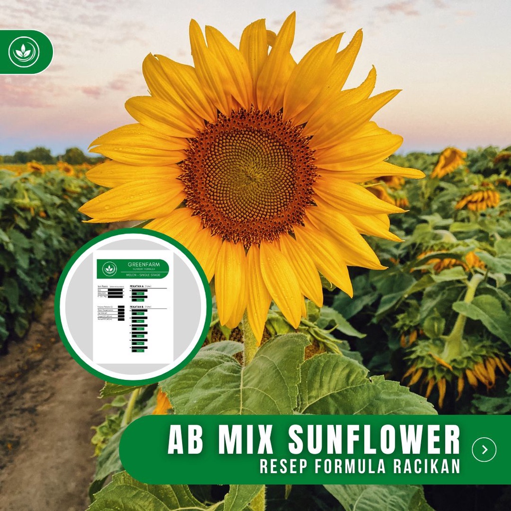 Resep AB Mix Sunflower Formula Racikan Nutrisi Bunga Matahari