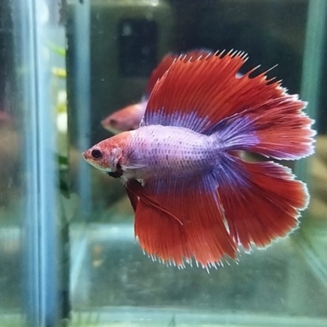 IKAN CUPANG HALFMOON DOUBLE TAIL/HMDT MASCOT SERIES 100% REALPICT (KODE AL1)