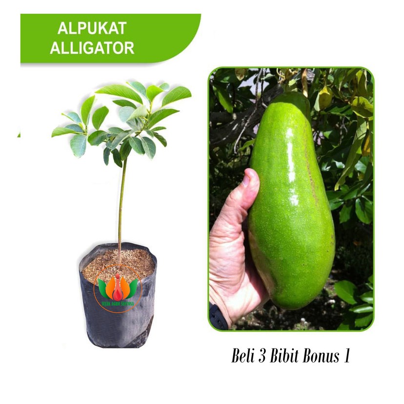 Bibit Tanaman buah Alpukat Aligator Mexico