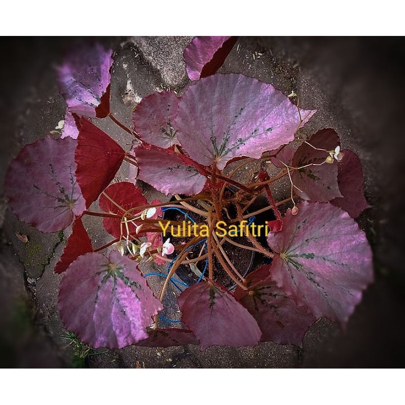 Begonia Pink