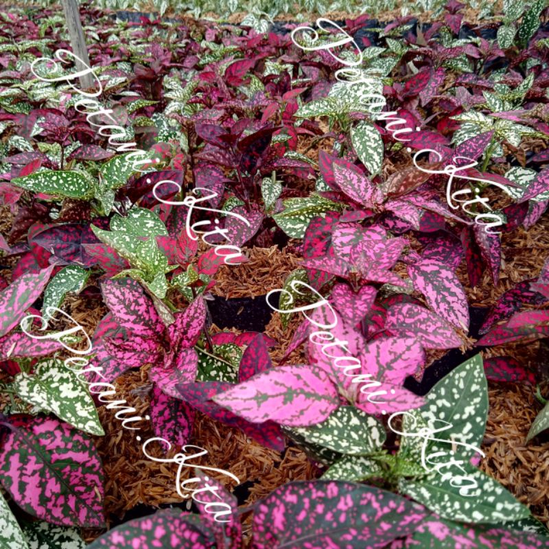Tanaman Hias Hipotes Hipoestes Polkadot Merah Pink Hijau