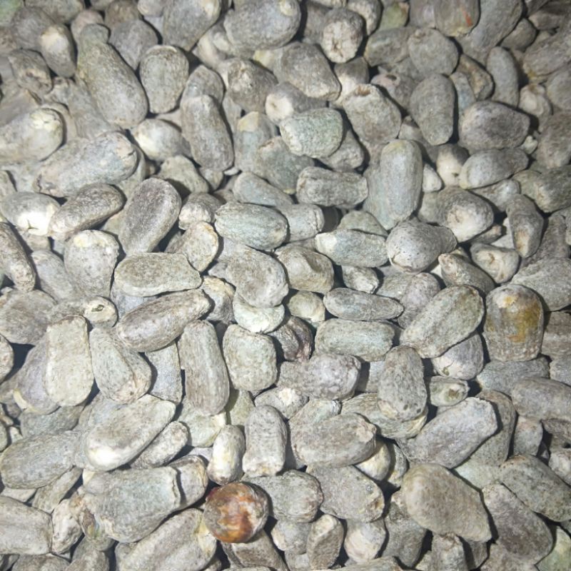 Spora great A (1kg) bibit berkualitas spora porang