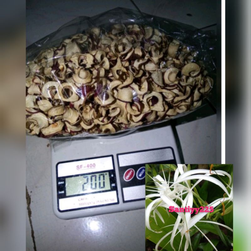 

buah mahkota dewa kering 100 gram