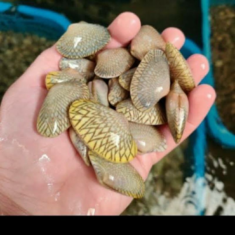 

KERANG BATIK SUPER