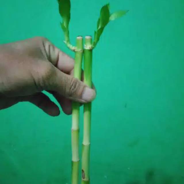 Bambu hoki sudah bertunas tanaman hias bambu rejeki bambu cina bambu hoki