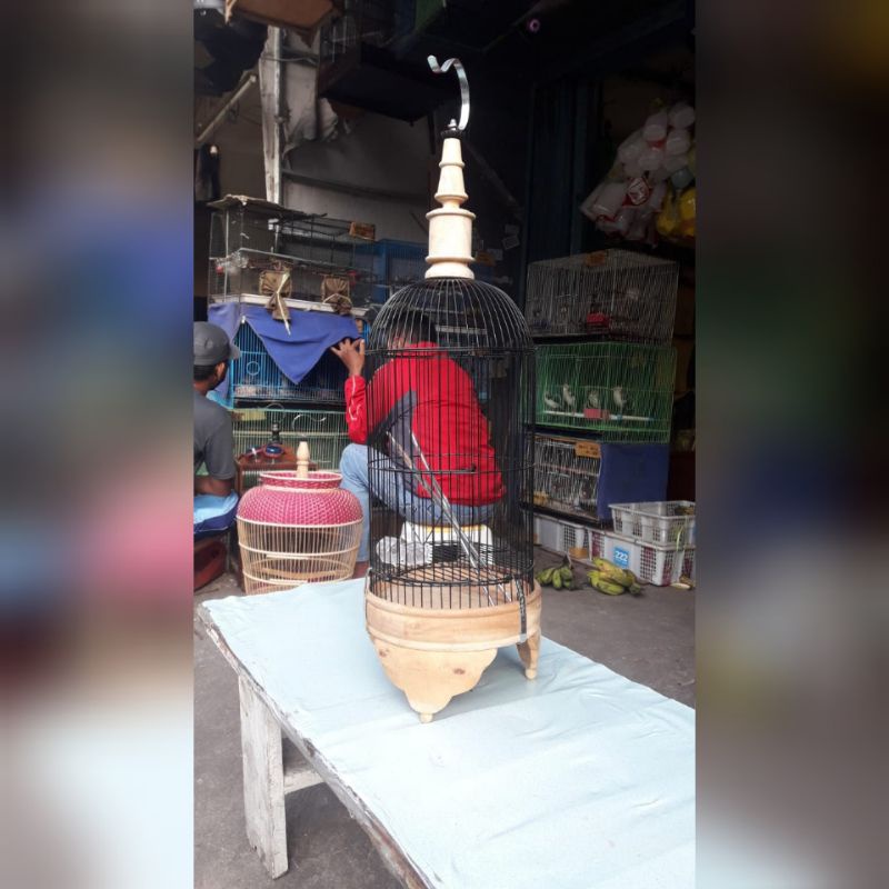 KANDANG/SANGKAR PLECI BESI DENGAN TEBOK KAYU