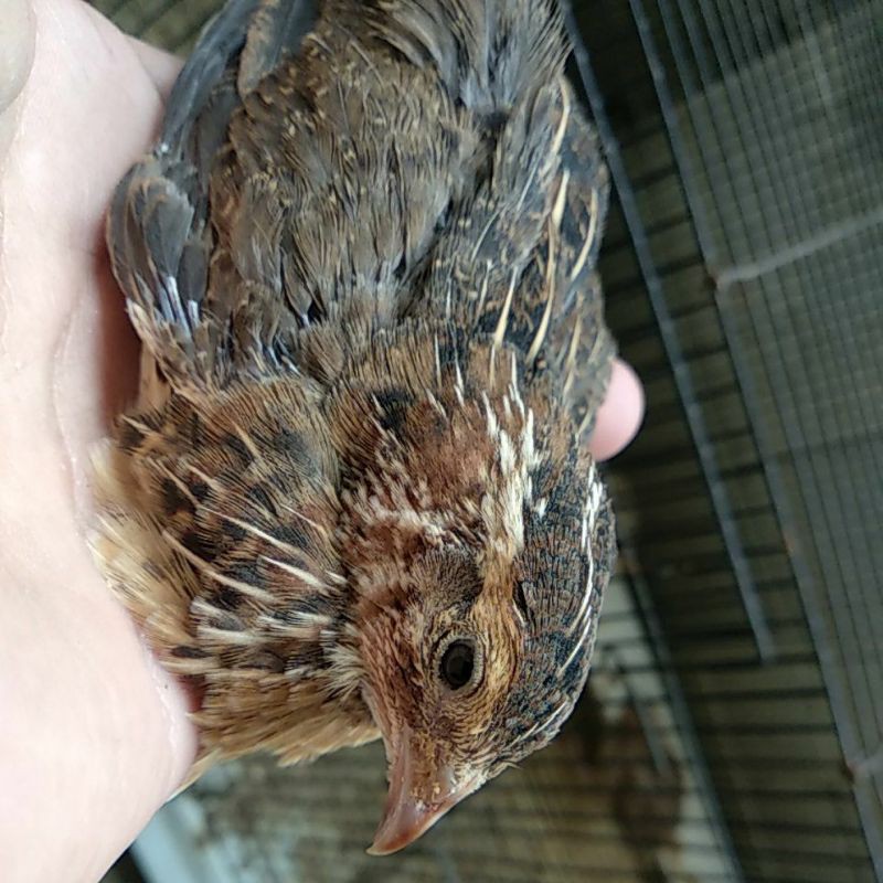 burung puyuh hidup jantan