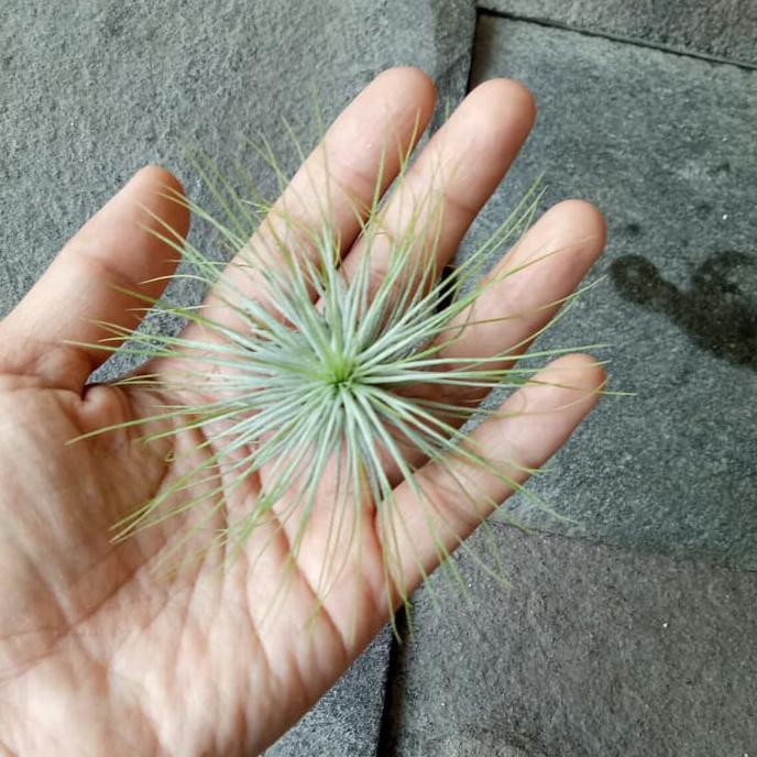 Paket Tillandsia 2