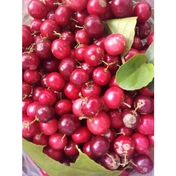 

buah loba lobi lokal setengah kilo gram murah