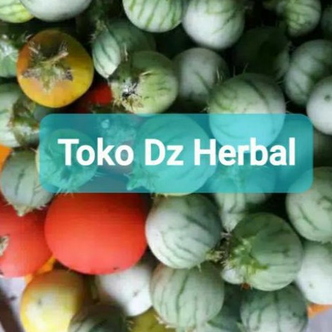 

Buah terong hutan terong pari isi 10 buah-az