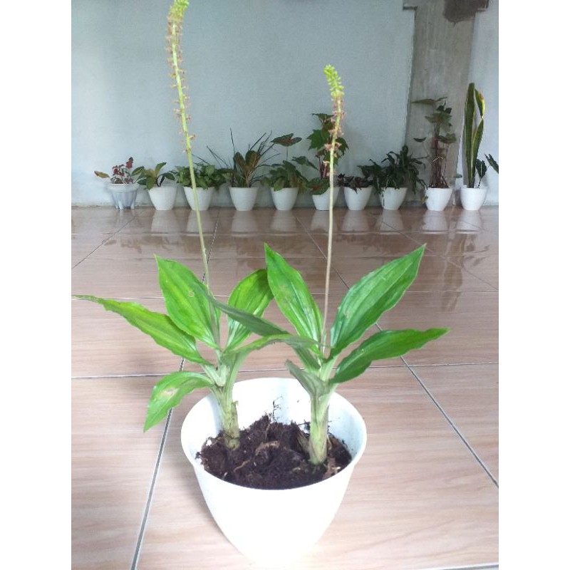 anggrek mini/anggrek tanah