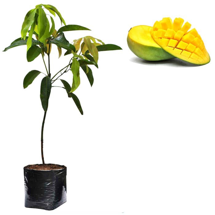 Bibit Mangga Arumanis