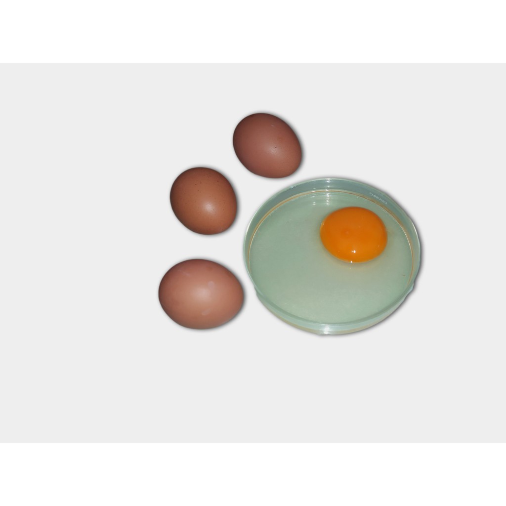 

Telur Omega Curah Segar Perkilo