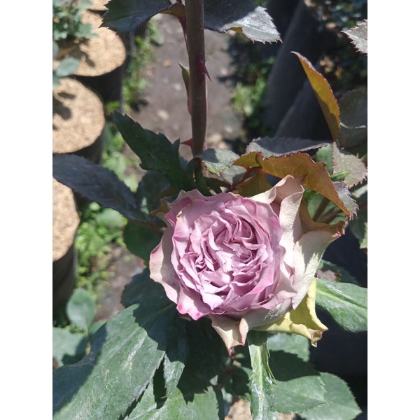 Mawar indukan dalceto import